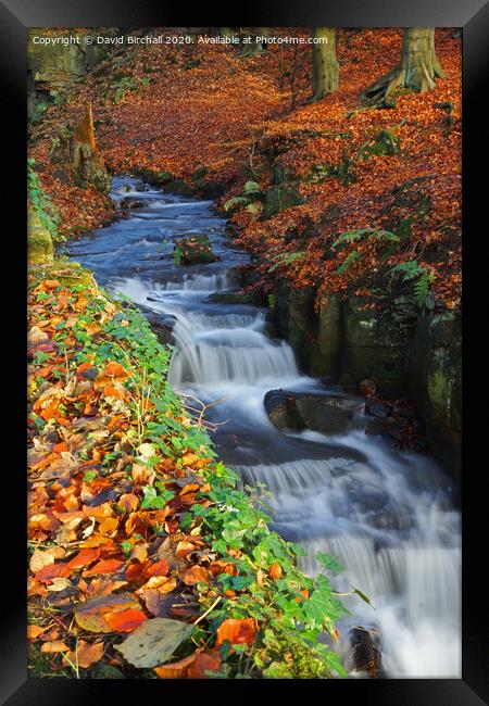 Woodland stream in autumn. Framed Print by David Birchall
