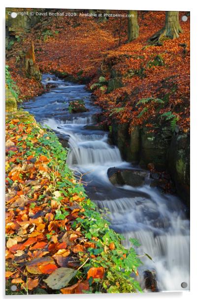 Woodland stream in autumn. Acrylic by David Birchall