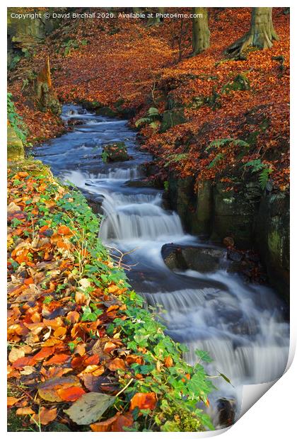 Woodland stream in autumn. Print by David Birchall