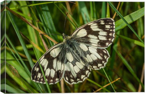 Marble butterfly  Canvas Print by Alan Strong