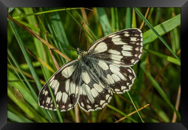 Marble butterfly  Framed Print by Alan Strong