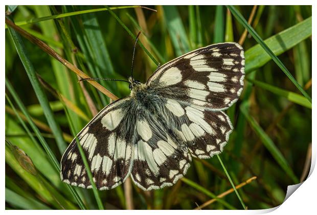 Marble butterfly  Print by Alan Strong