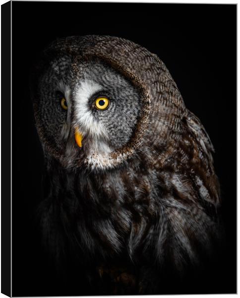 look into my eyes Canvas Print by Alan Strong