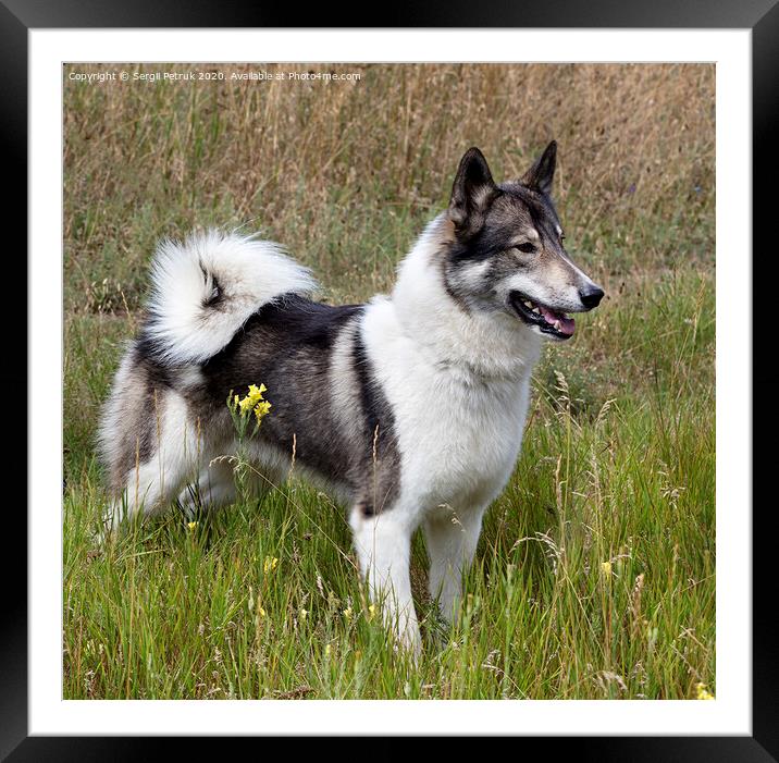 Hunting dog Siberian Laika outdoors saw prey Framed Mounted Print by Sergii Petruk