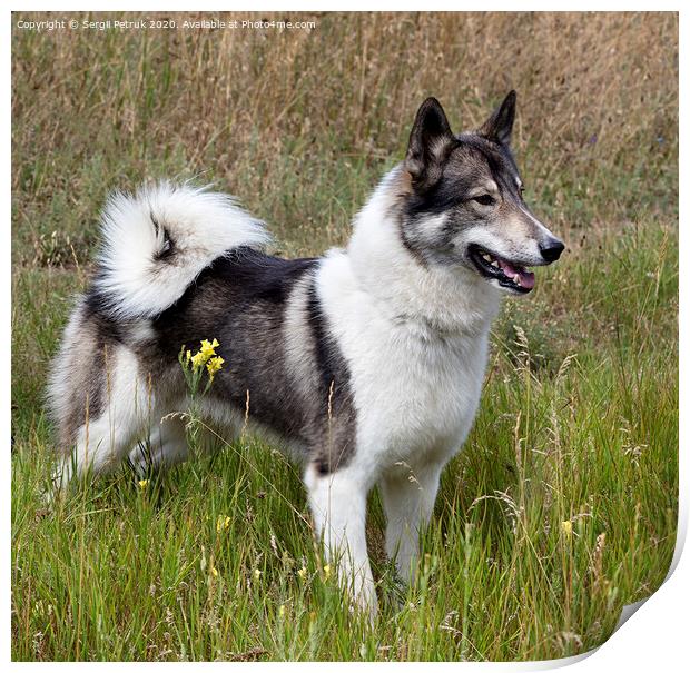 Hunting dog Siberian Laika outdoors saw prey Print by Sergii Petruk