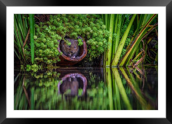 Water vole Framed Mounted Print by Alan Strong