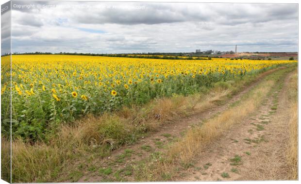 Rural landscape of empty road near sunflower field at summer day. Canvas Print by Sergii Petruk