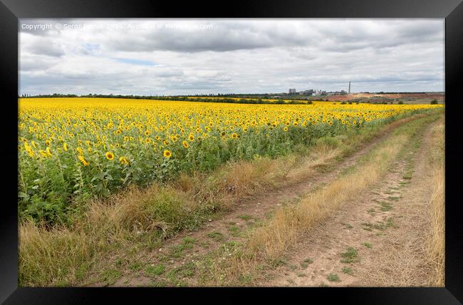 Rural landscape of empty road near sunflower field at summer day. Framed Print by Sergii Petruk