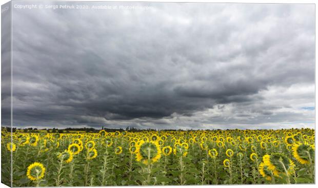 stormy sky over the field of sunflowers Canvas Print by Sergii Petruk