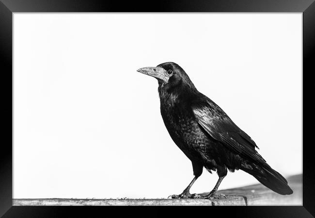 Rook monochrome Framed Print by Sorcha Lewis