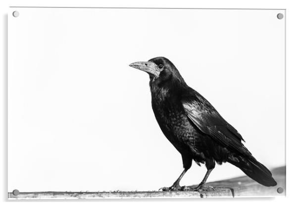 Rook monochrome Acrylic by Sorcha Lewis