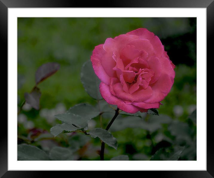 red rose Framed Mounted Print by Hassan Najmy