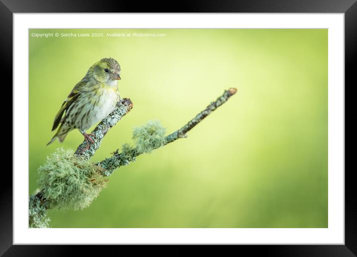Siskin green Framed Mounted Print by Sorcha Lewis