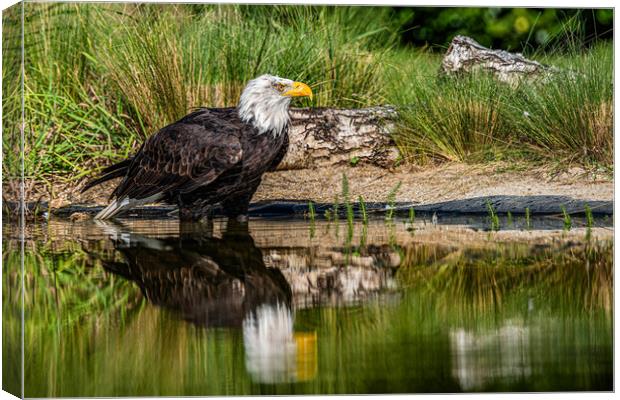 Bald eagle waiting Canvas Print by Alan Strong