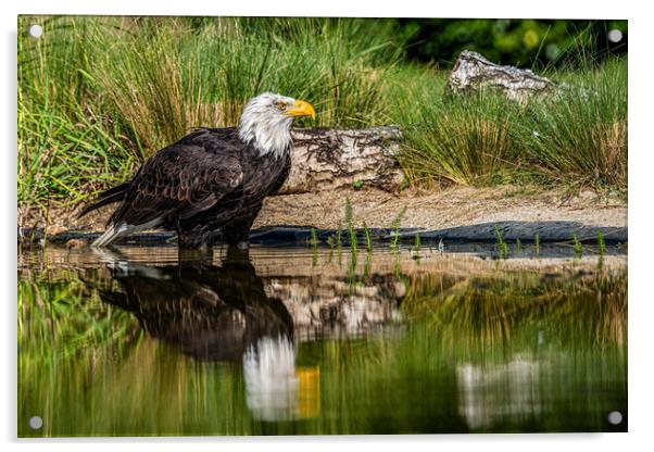 Bald eagle waiting Acrylic by Alan Strong