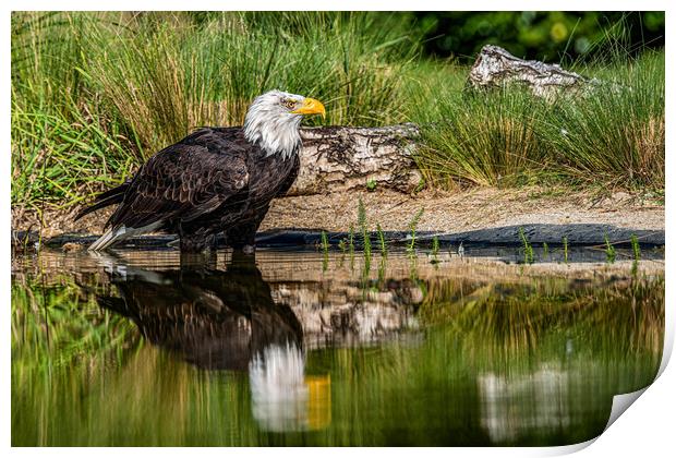 Bald eagle waiting Print by Alan Strong