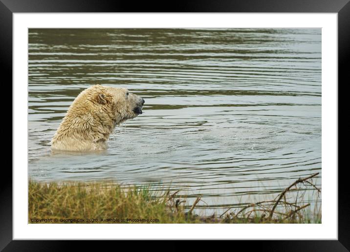 Polar Bear taking a dip Framed Mounted Print by George Cox