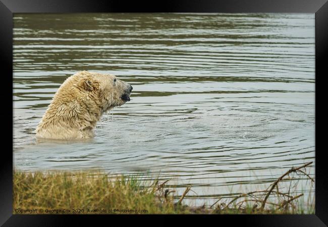 Polar Bear taking a dip Framed Print by George Cox