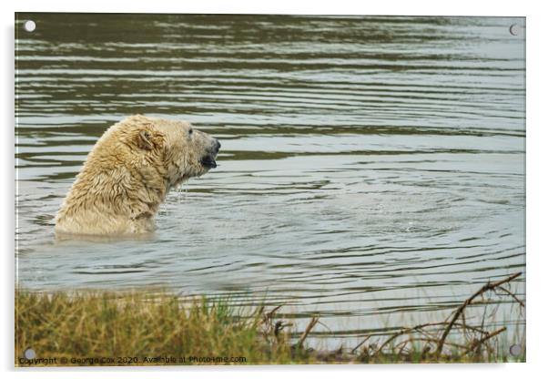 Polar Bear taking a dip Acrylic by George Cox