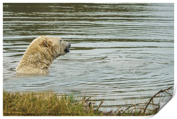 Polar Bear taking a dip Print by George Cox