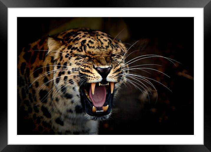 A jaguar with its mouth open Framed Mounted Print by George Cox