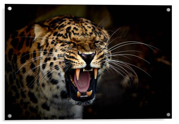 A jaguar with its mouth open Acrylic by George Cox