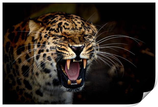 A jaguar with its mouth open Print by George Cox