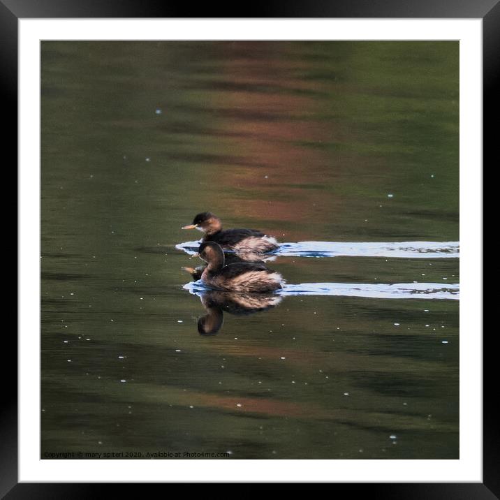 Beautiful Grebes Framed Mounted Print by mary spiteri