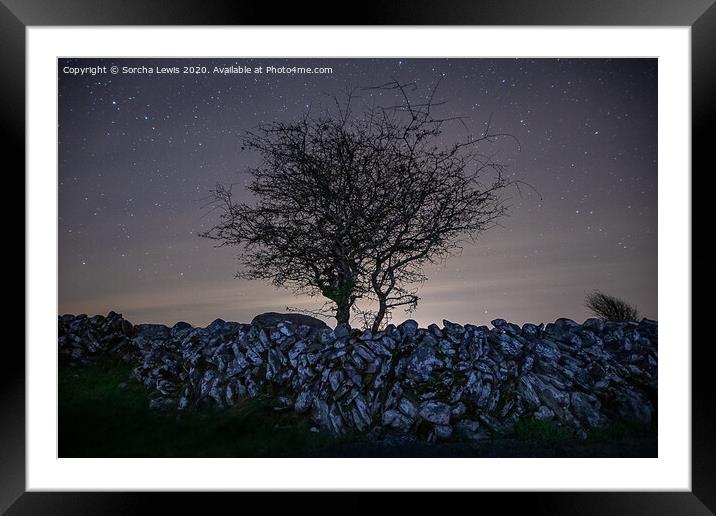 Burren tree on drystone wall Framed Mounted Print by Sorcha Lewis