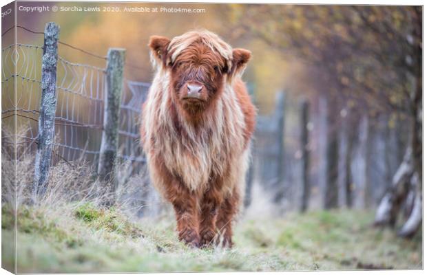 Highland calf in Autumn colours Canvas Print by Sorcha Lewis