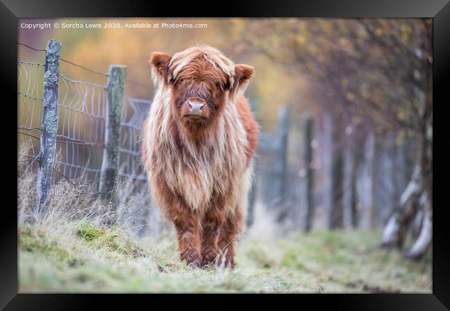 Highland calf in Autumn colours Framed Print by Sorcha Lewis