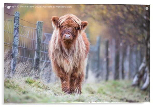 Highland calf in Autumn colours Acrylic by Sorcha Lewis
