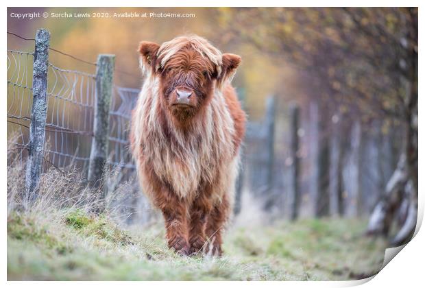 Highland calf in Autumn colours Print by Sorcha Lewis