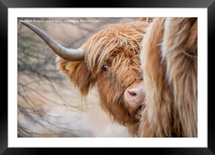 Highland cow in the uplands Wales Framed Mounted Print by Sorcha Lewis