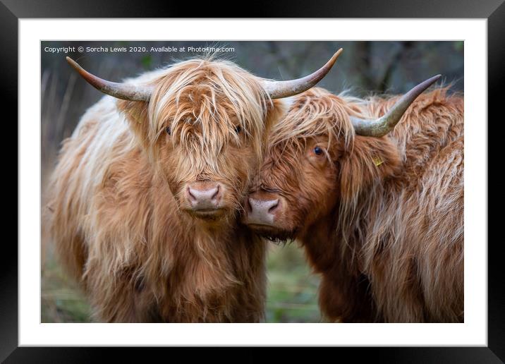 Highland lasses cwtch Framed Mounted Print by Sorcha Lewis