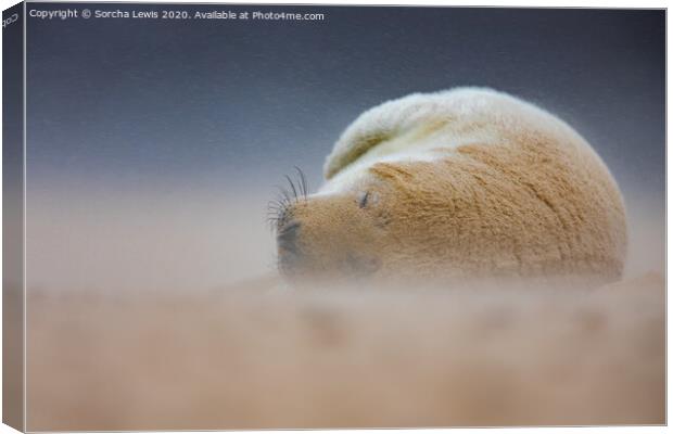Seal in a sandstorm Canvas Print by Sorcha Lewis