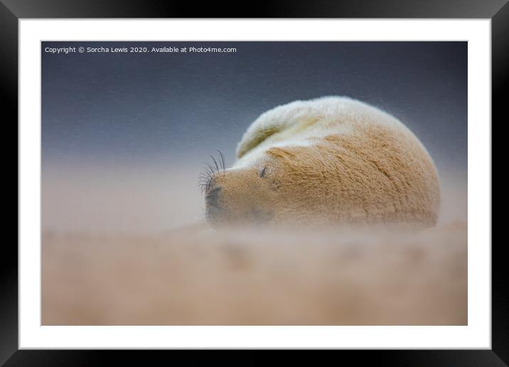 Seal in a sandstorm Framed Mounted Print by Sorcha Lewis