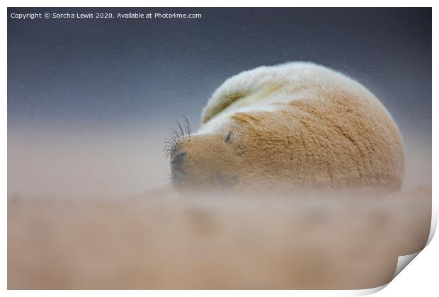 Seal in a sandstorm Print by Sorcha Lewis