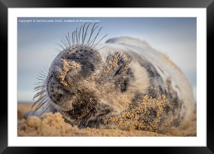 Sleepy Seal pup Framed Mounted Print by Sorcha Lewis