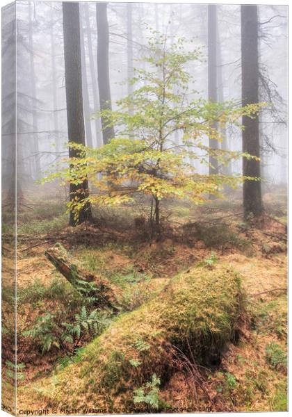 Misty Tree Canvas Print by Martin Williams