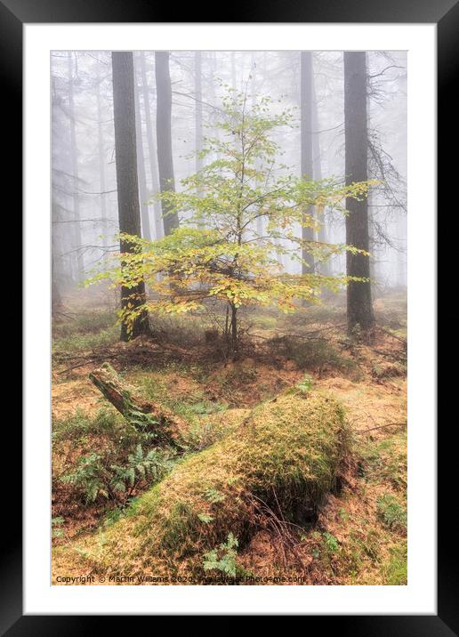 Misty Tree Framed Mounted Print by Martin Williams