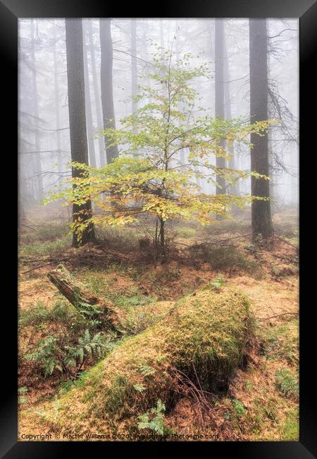 Misty Tree Framed Print by Martin Williams