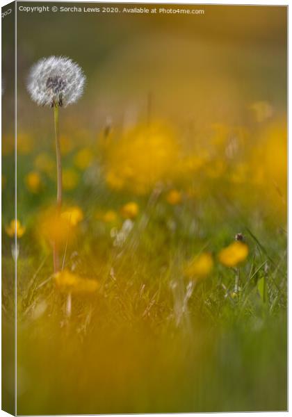 Dandylion and buttercups Canvas Print by Sorcha Lewis