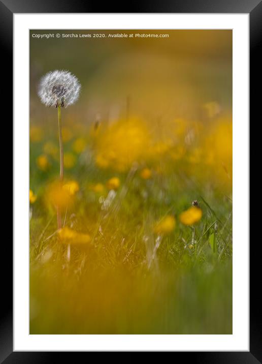 Dandylion and buttercups Framed Mounted Print by Sorcha Lewis