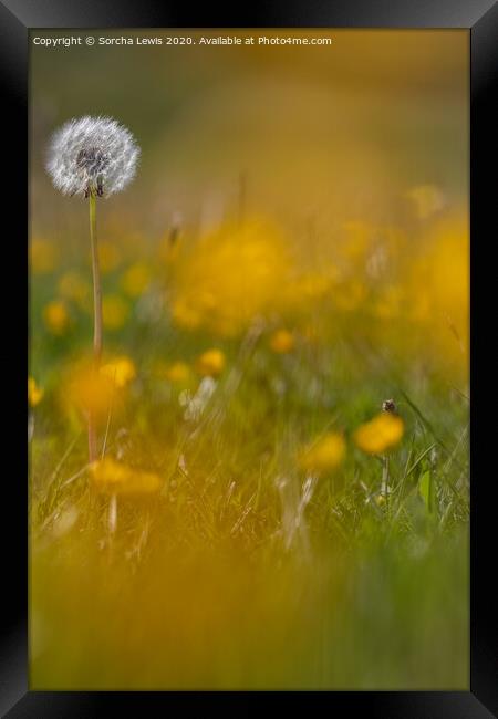 Dandylion and buttercups Framed Print by Sorcha Lewis