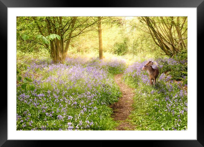 Little deer in bluebell woodland Framed Mounted Print by Simon Bratt LRPS