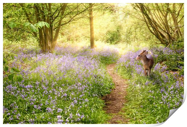 Little deer in bluebell woodland Print by Simon Bratt LRPS