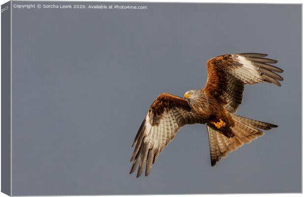 A close up of a bird flying in the sky Canvas Print by Sorcha Lewis