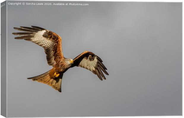 red kite Canvas Print by Sorcha Lewis