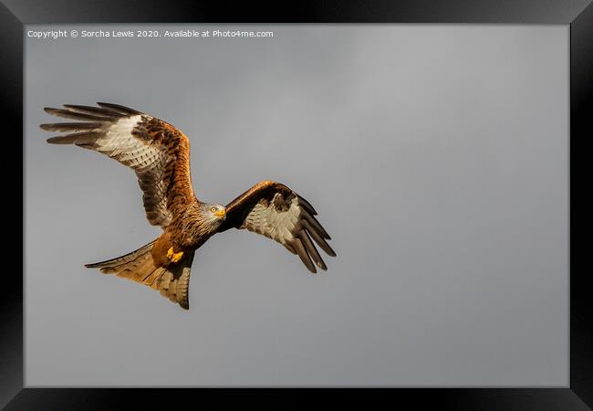 red kite Framed Print by Sorcha Lewis